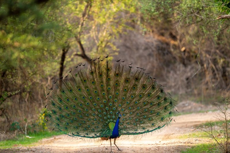 Hindustan Zinc Advances Animal Welfare, Positively Impacting Over 8.7 Lakh Animals Since 2016